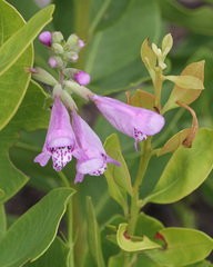 Physostegia purpurea