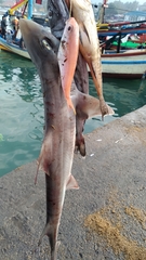 Mustelus