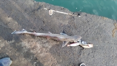 Mustelus