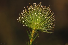 Paepalanthus