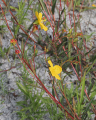 Ludwigia virgata