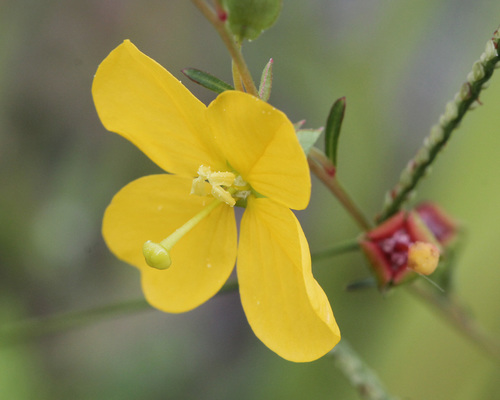 Savannah Primrose-Willow (Ludwigia virgata) · iNaturalist