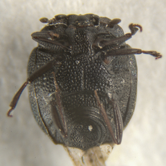 Onthophilus striatus