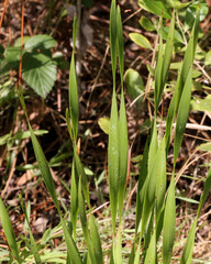 Xyris platylepis