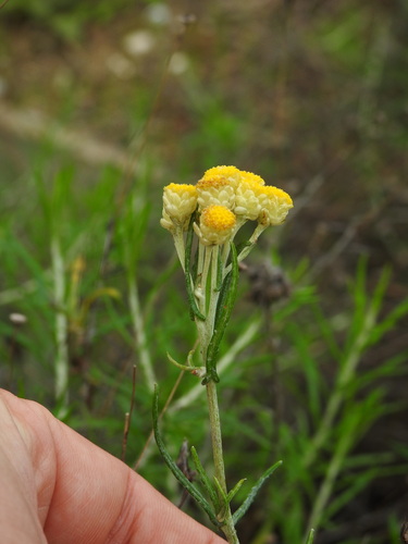 Yellow amaranth (Helichrysum stoechas)