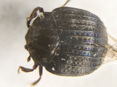 Onthophilus striatus