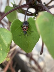 Anochrostomus formosus