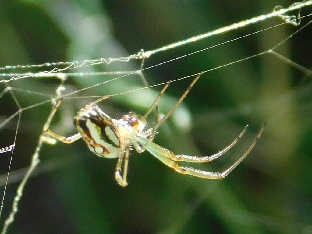 Masked Vlei Spider from Gobos Greyton, 7233, South Africa on January 26 ...