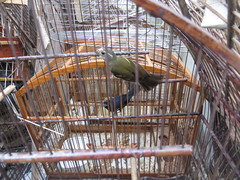 Sporophila frontalis