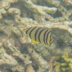Chaetodon octofasciatus