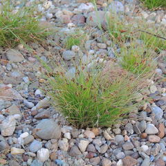 Bulbostylis capillaris