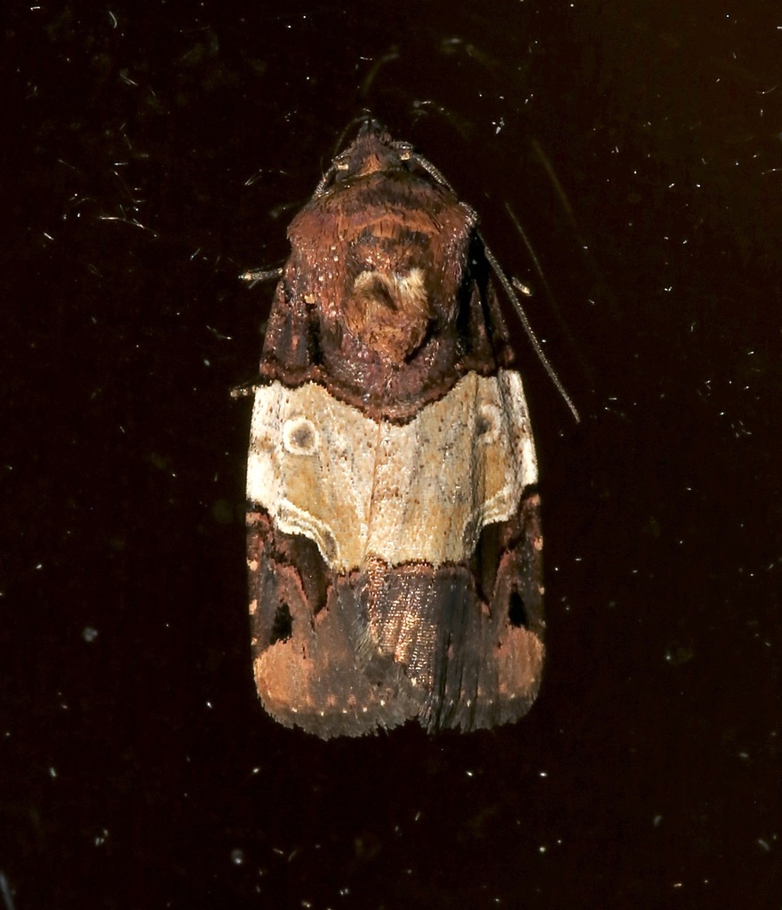 Hampsonodes melagona