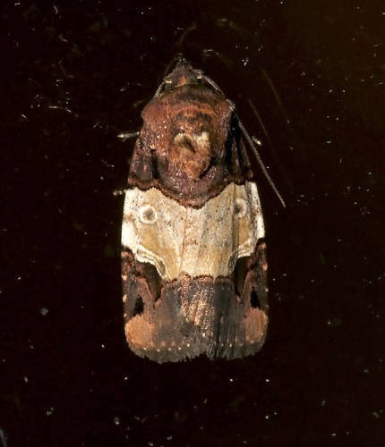 Hampsonodes melagona