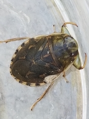Ambrysus