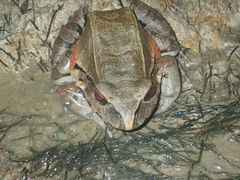 Leptodactylus pentadactylus