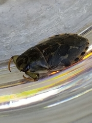 Ambrysus