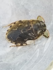 Ambrysus