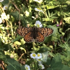 Melitaea didyma