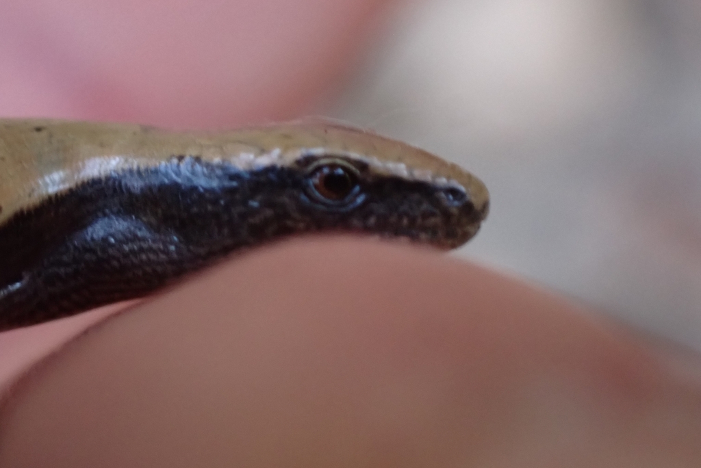 Koelliker's Glass Lizard