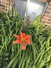 Hemerocallis