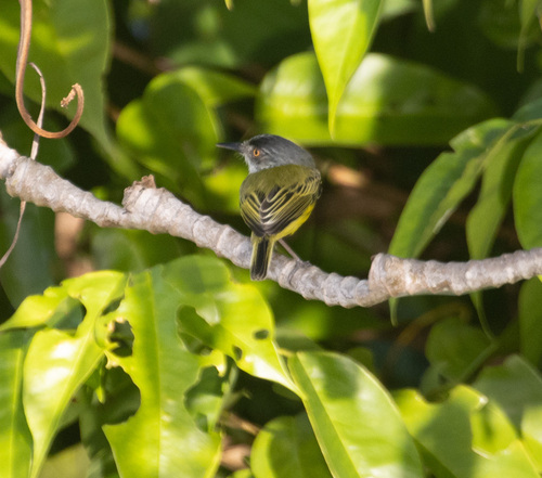 Spotted Tody-Flycatcher (Todirostrum maculatum), photo 9