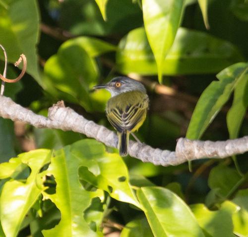 Spotted Tody-Flycatcher (Todirostrum maculatum), photo 10