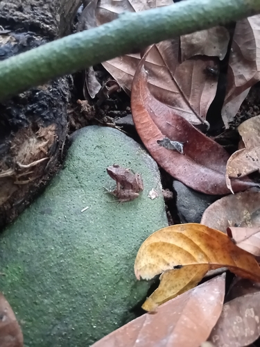 Peters' River Frog, Phrynobatrachus dispar