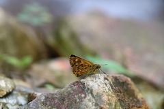 Ampittia virgata