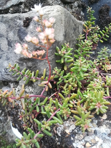 Oreosedum serpentini (Janch.) Grulich 2