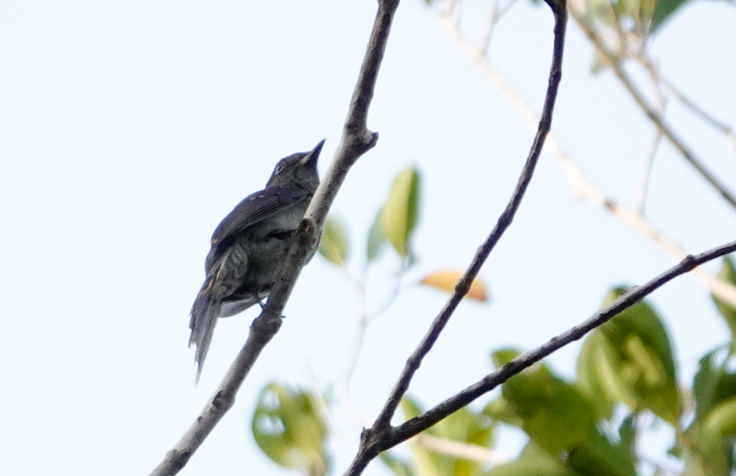 Cinereous Mourner (Laniocera hypopyrra), photo 2