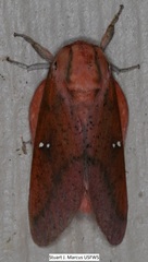 Syssphinx bicolor