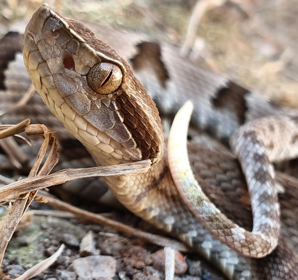 Jararaca - Bothrops jararaca - serpente venenosa - InfoEscola