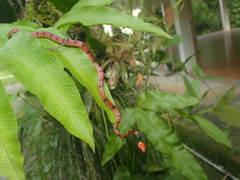 Siphlophis compressus