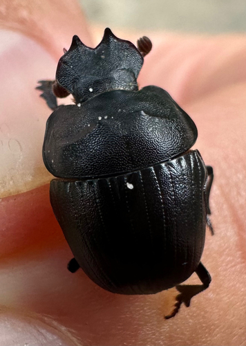 Coptorhina auspicata