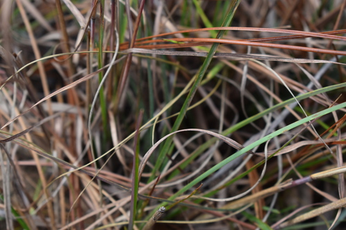 Image of Anatherum gyrans by (c) Kristály Cravens-Liszak, some rights reserved (CC BY)