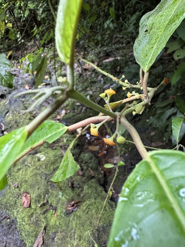 Siparuna thecaphora, photograph 4