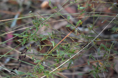 Image of Vaccinium elliottii by (c) Kristály Cravens-Liszak, some rights reserved (CC BY)