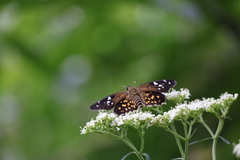 Celaenorrhinus maculosa