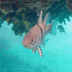 Sphaeramia orbicularis