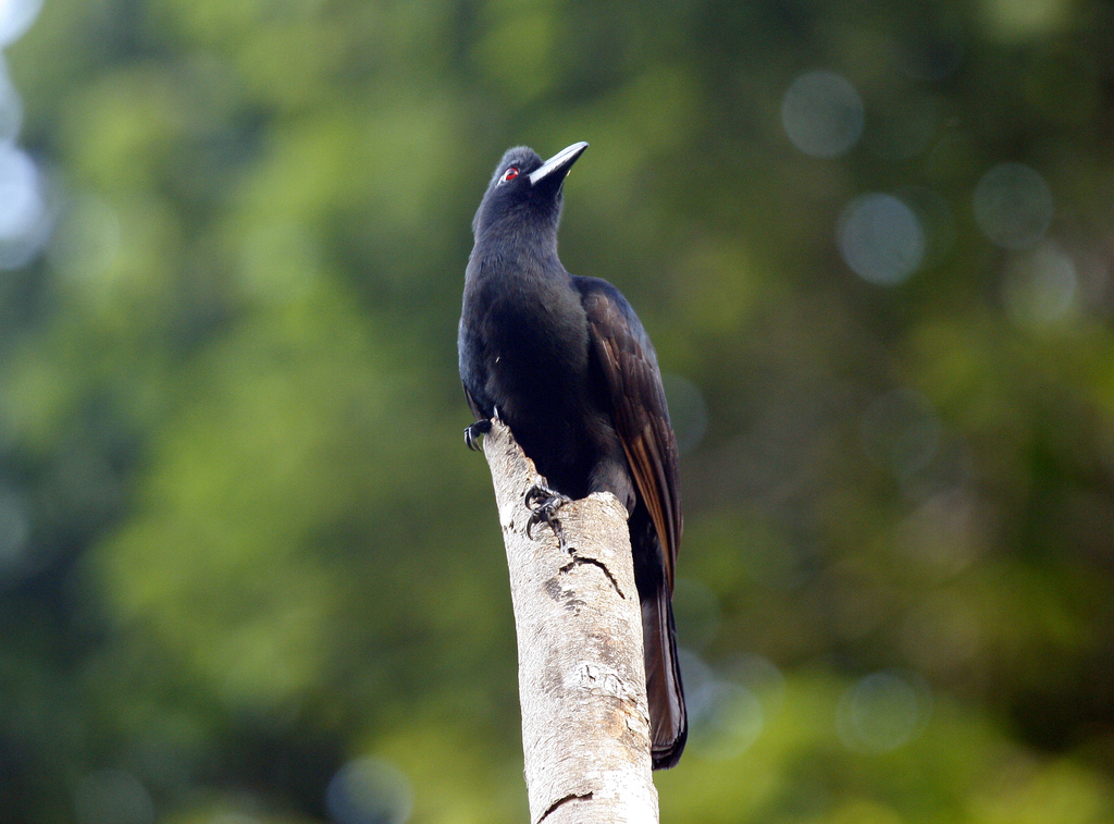 Paradise-Crows