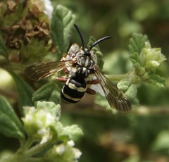 Brachymelecta haitensis