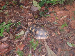 Chelonoidis denticulatus