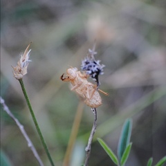 Cicada orni