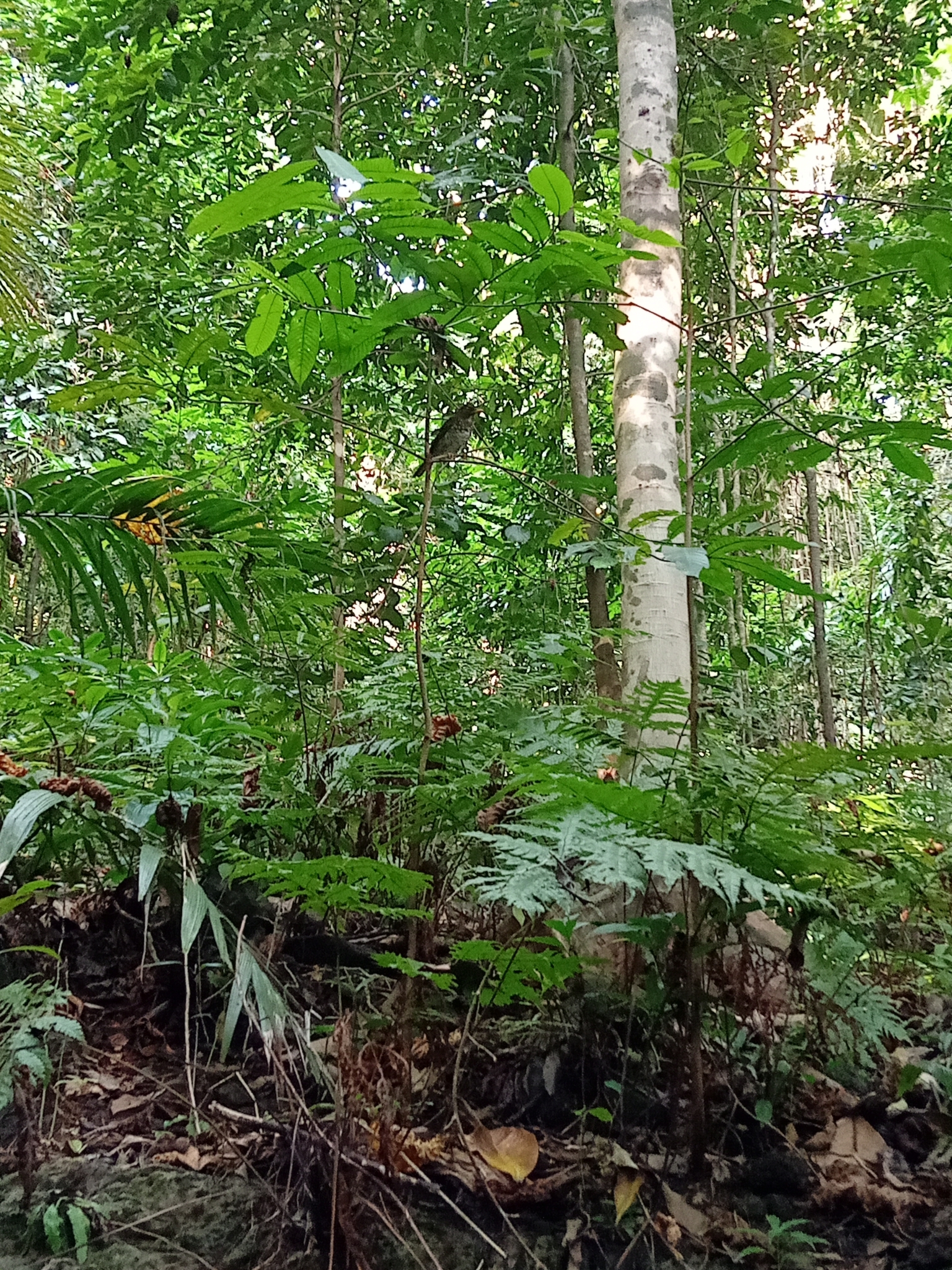 Principe Thrush (Turdus xanthorhynchus), photo 1