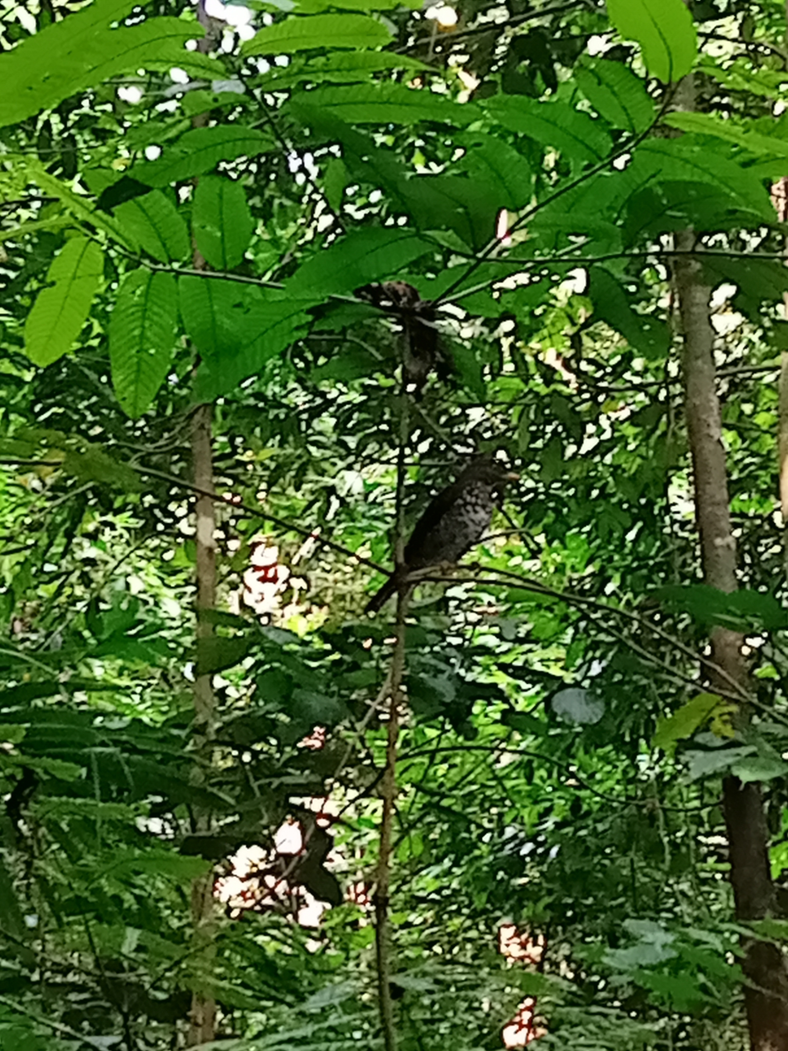 Principe Thrush (Turdus xanthorhynchus), photo 2