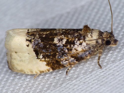Off-white Hedya Moth, photo 3 of 10