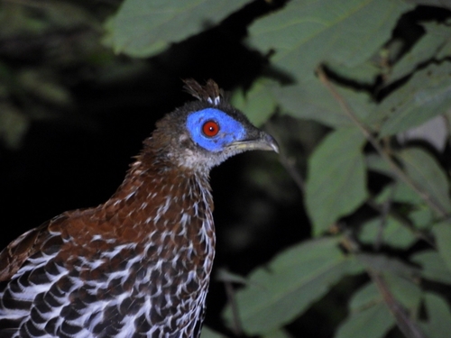 Malayan Crested Fireback (Lophura rufa), photo 5