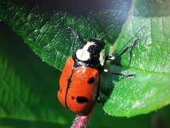 Cryptocephalus octopunctatus