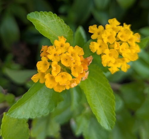 Lantana depressa