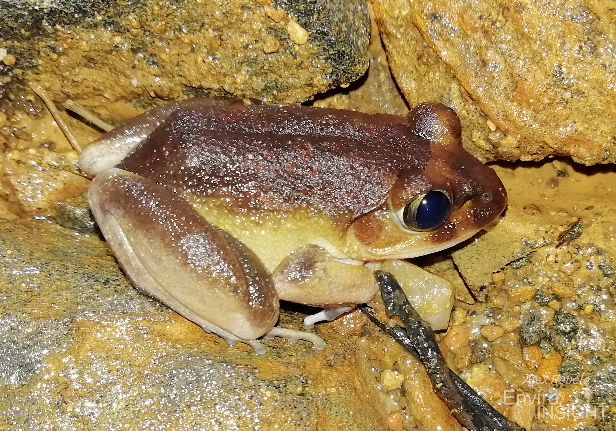 Astylosternus occidentalis Parker, 1931